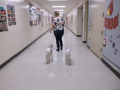 2015 Little Lambs Visit Luck Elementary - Photo Number 1