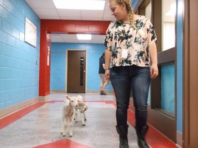 2015 Little Lambs Visit Luck Elementary - Photo Number 2