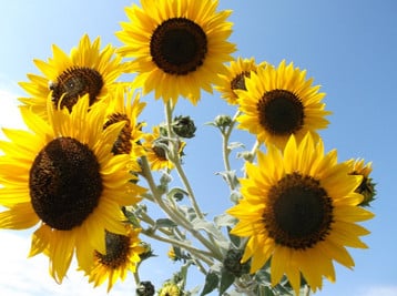 Harvest Garden photo