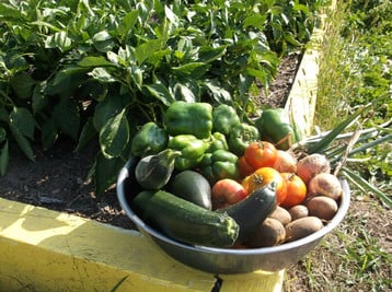 Harvest Garden photo