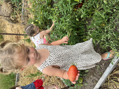 picking tomatoes in the school garden