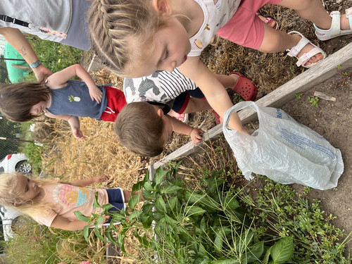 children working in the school garden
