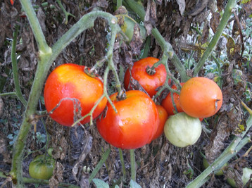 Harvest Garden photo