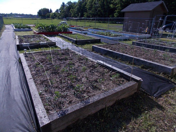 Harvest Garden photo