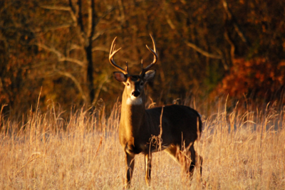 deer with antlers